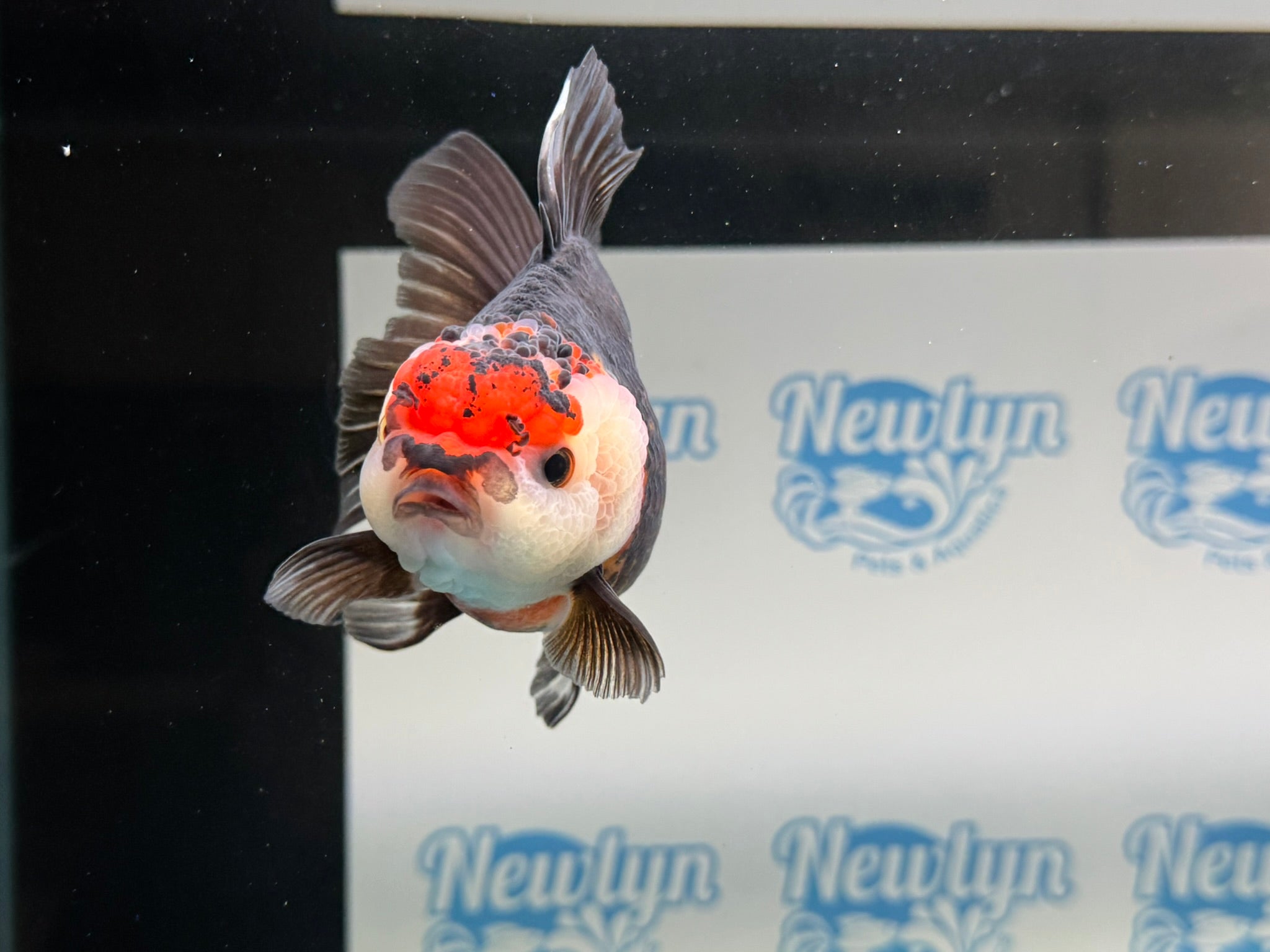 Tri Oranda 12cm - Newlyn - pets - Newlyn - pets - 