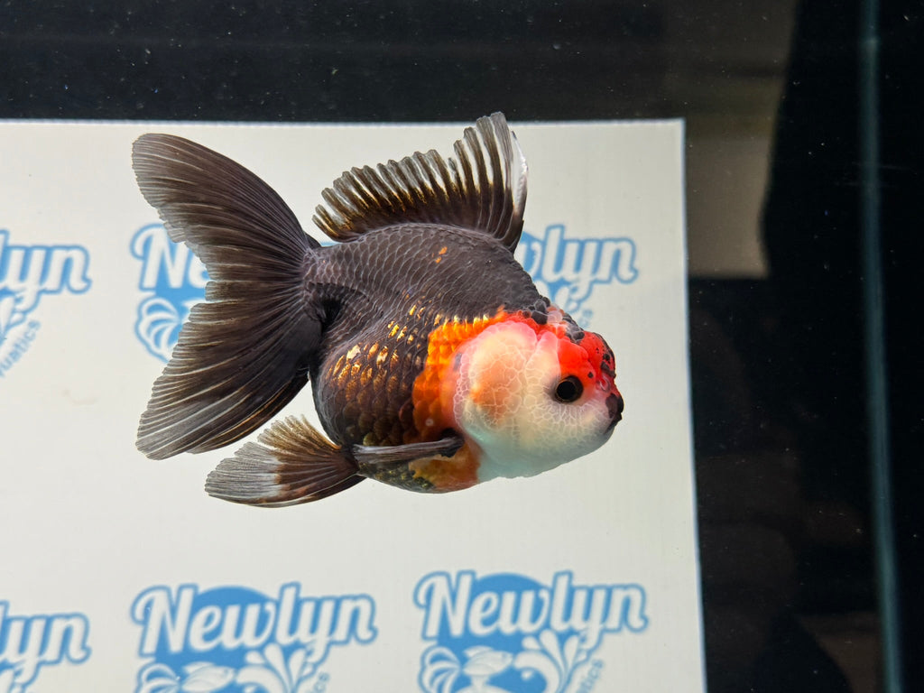 Tri Oranda 12cm - Newlyn - pets - Newlyn - pets - 