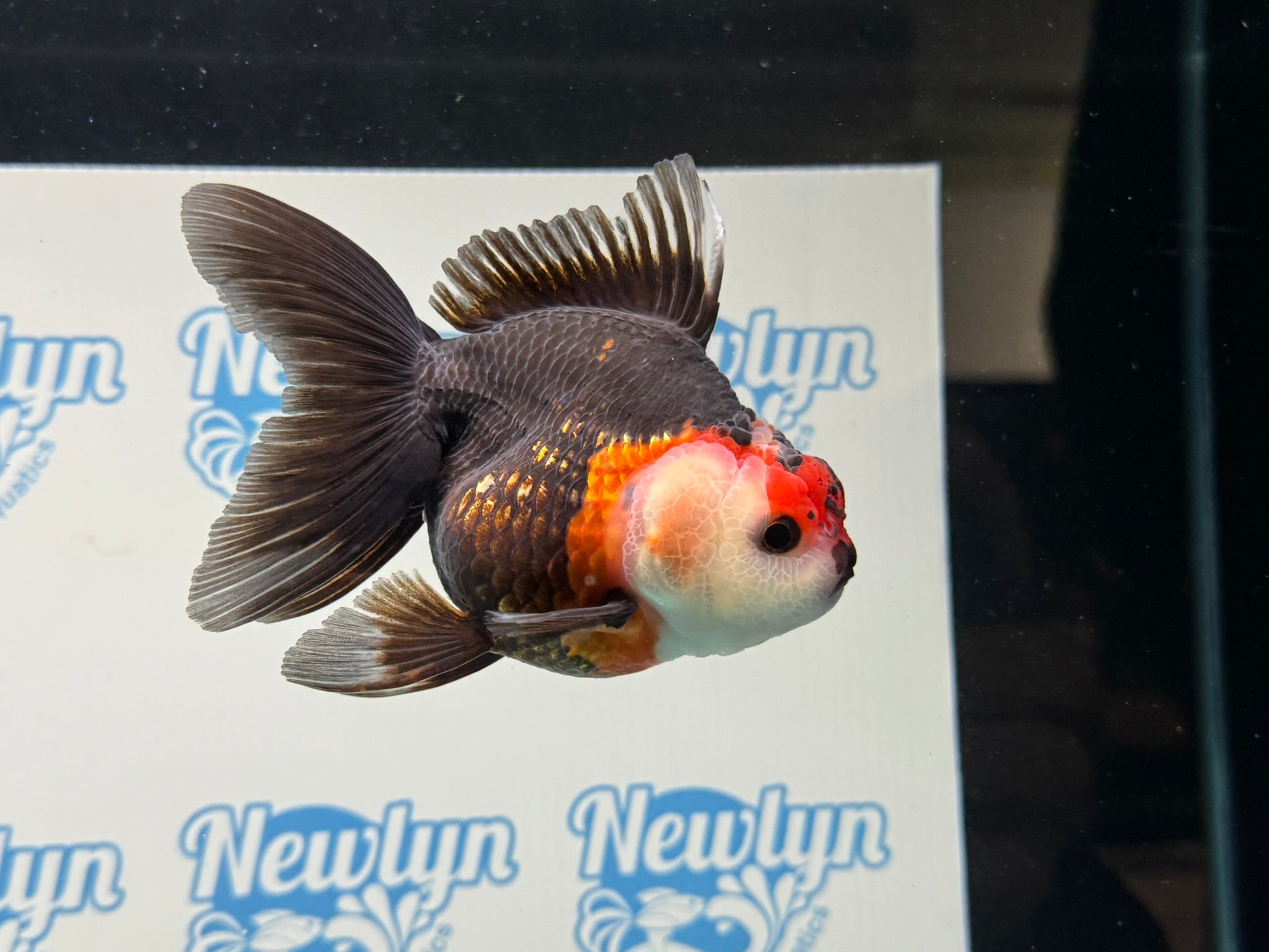 Tri Oranda 12cm - Newlyn - pets - Newlyn - pets - 