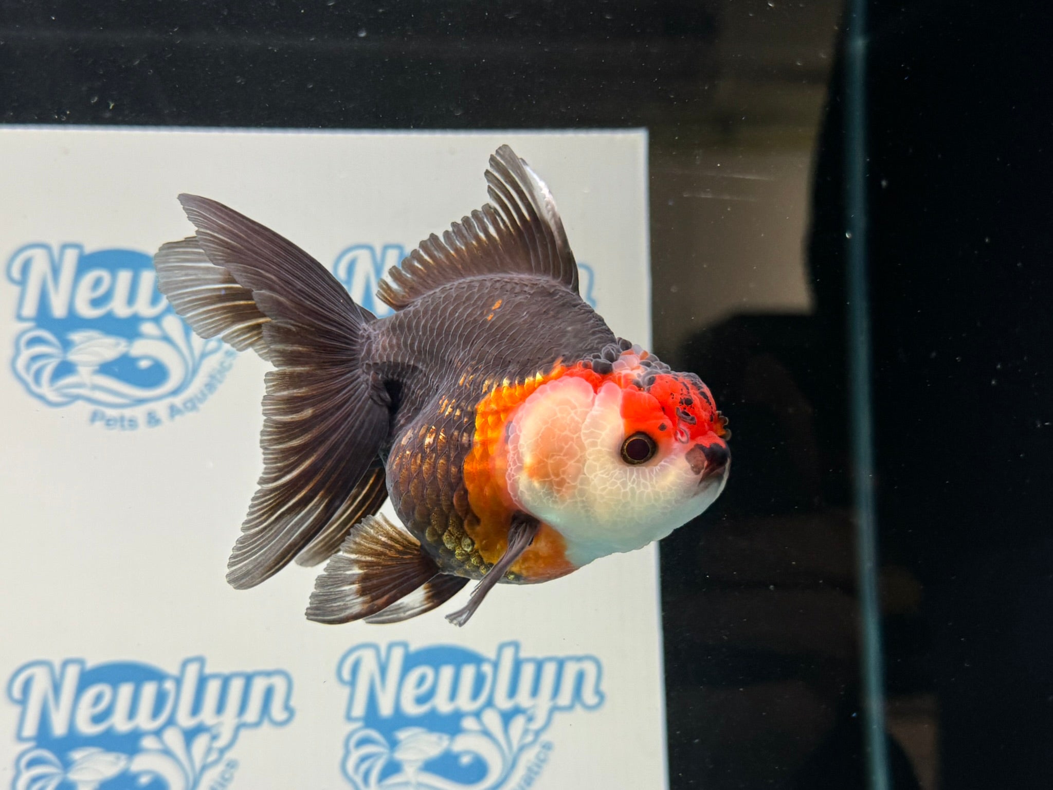 Tri Oranda 12cm - Newlyn - pets - Newlyn - pets - 