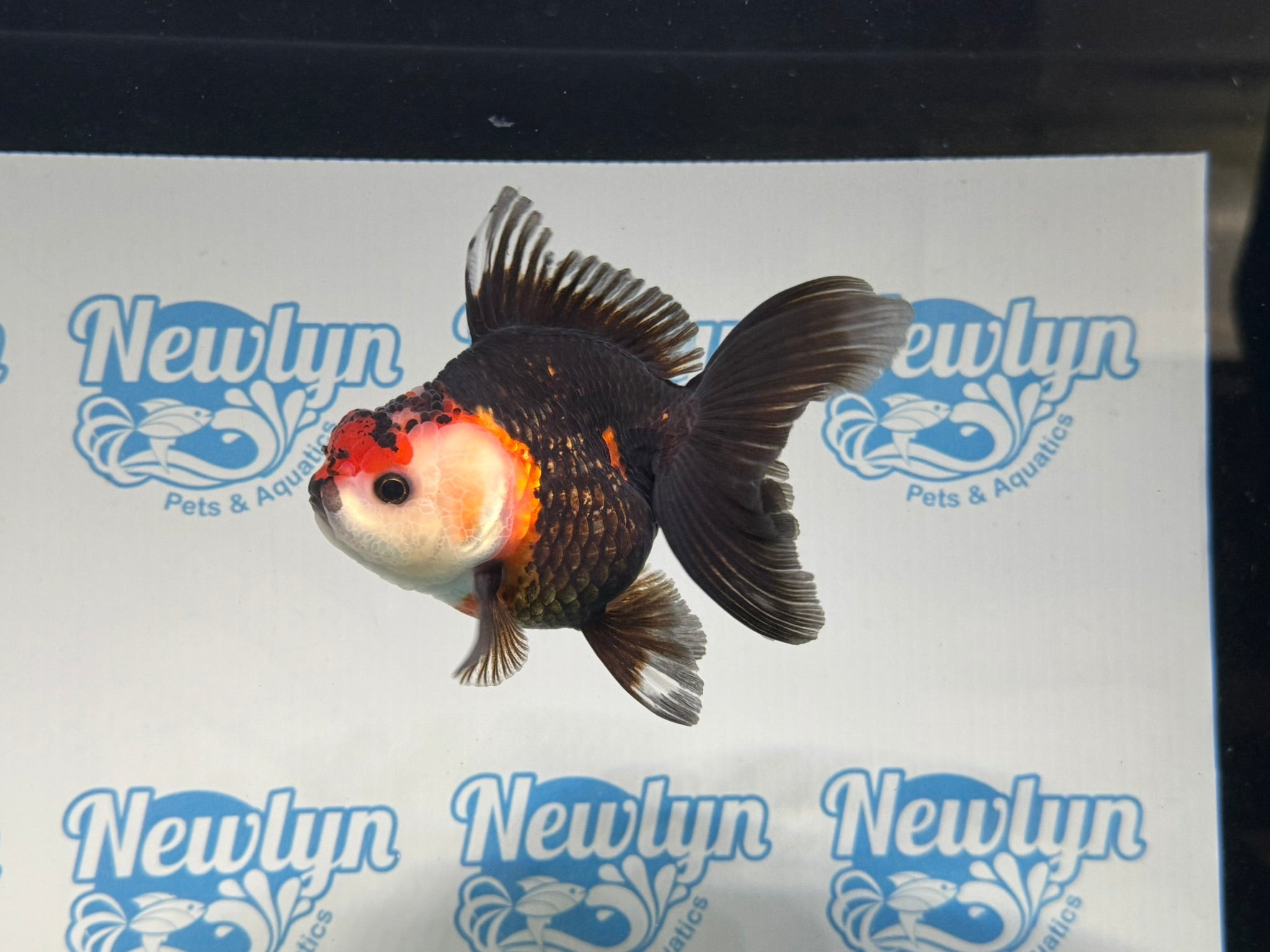 Tri Oranda 12cm - Newlyn - pets - Newlyn - pets - 