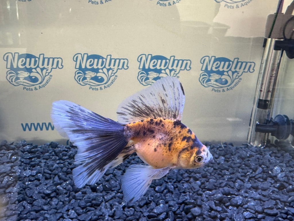 Veiltail 10 - 11cm - Newlyn - pets - Newlyn - pets - 