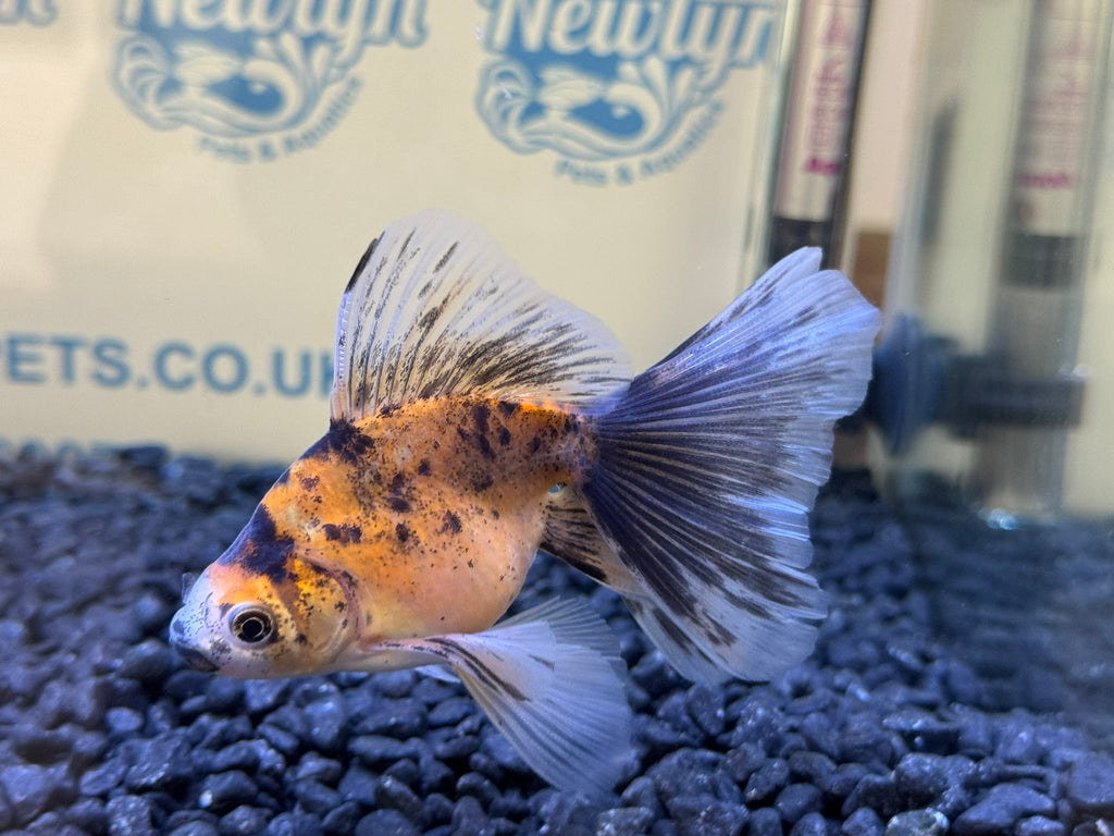 Veiltail 10 - 11cm - Newlyn - pets - Newlyn - pets - 