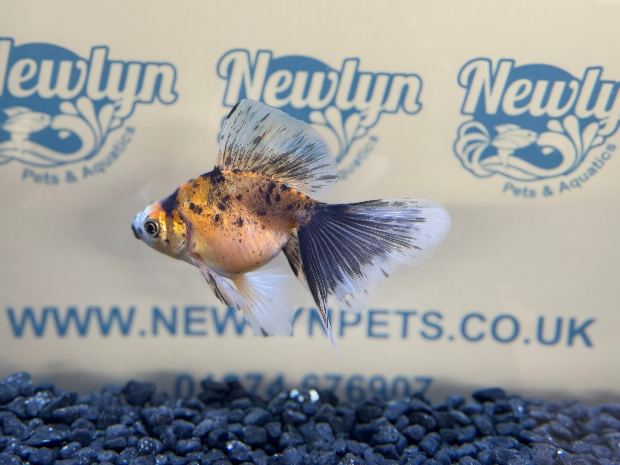 Veiltail 10 - 11cm - Newlyn - pets - Newlyn - pets - 