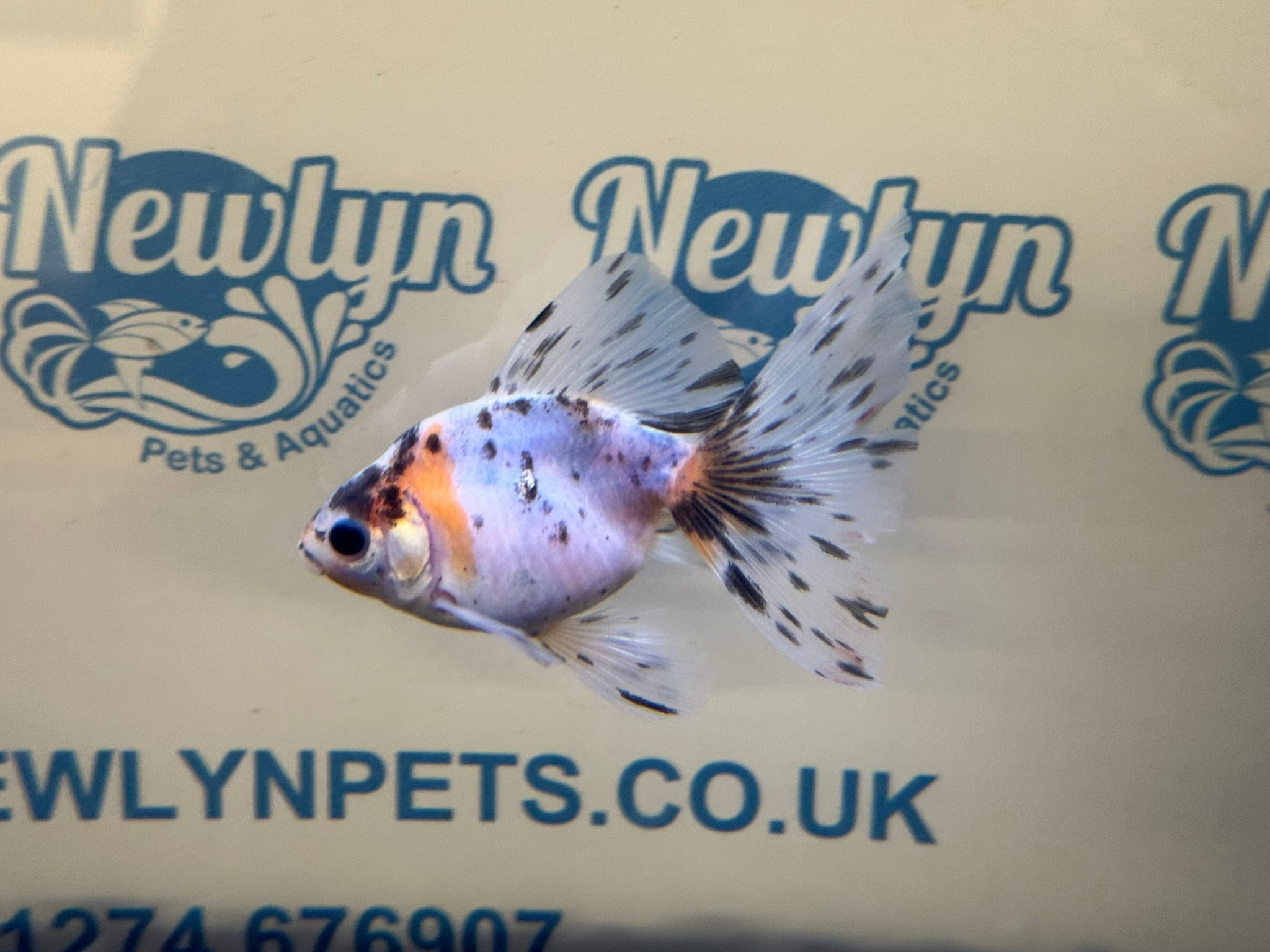 Veiltail 10 - 11cm - Newlyn - pets - Newlyn - pets - 