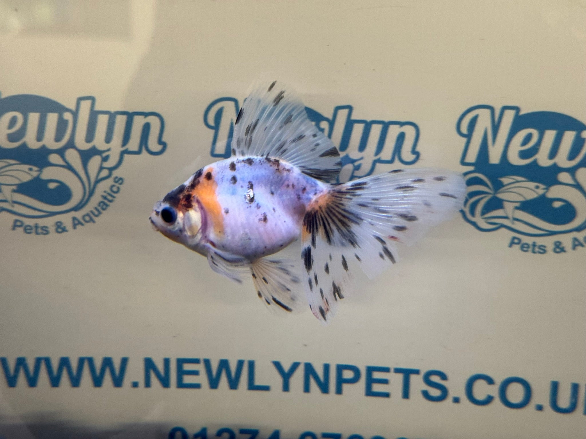 Veiltail 10 - 11cm - Newlyn - pets - Newlyn - pets - 