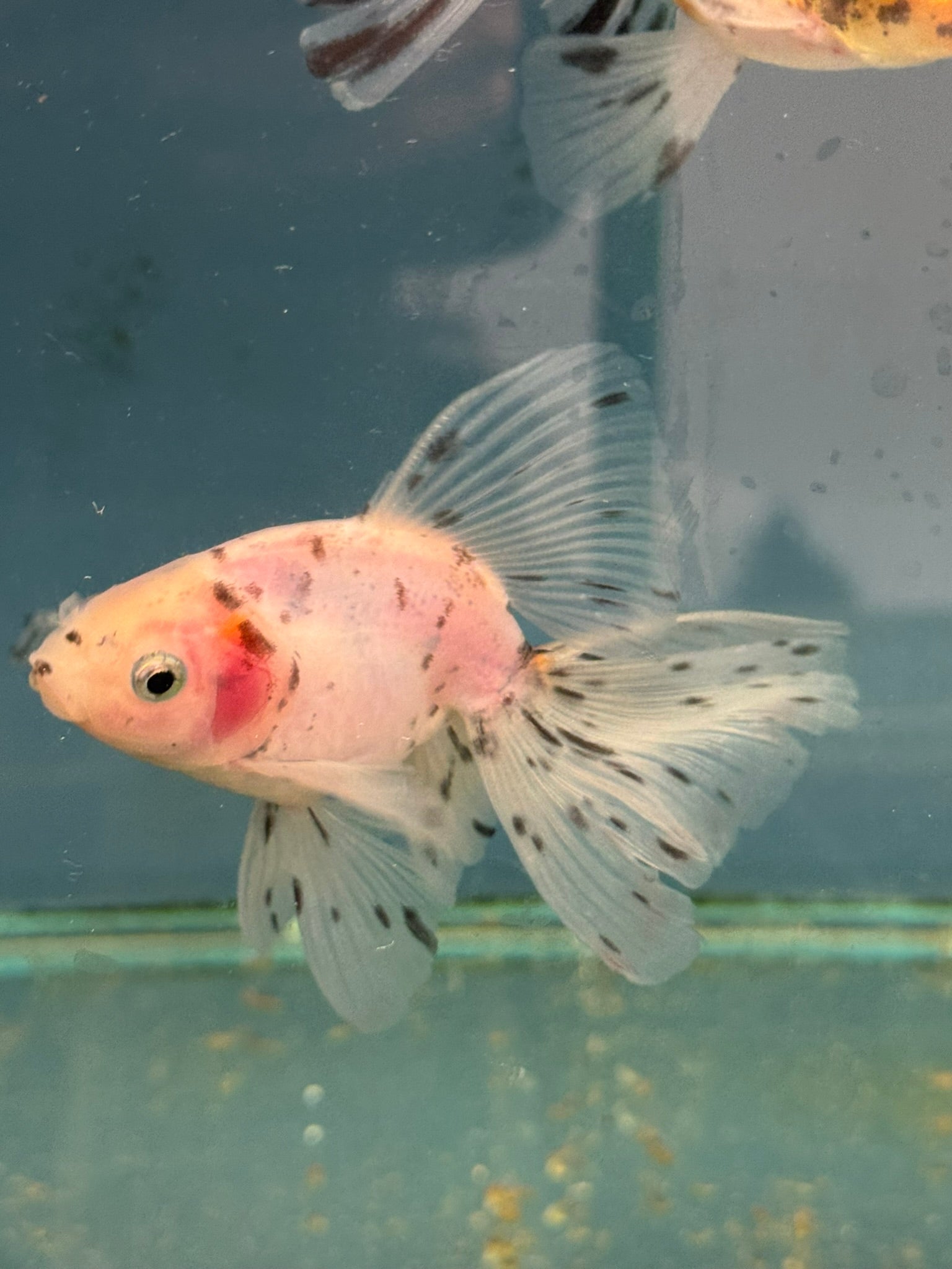 Veiltail 10 - 11cm - Newlyn - pets - Newlyn - pets - 