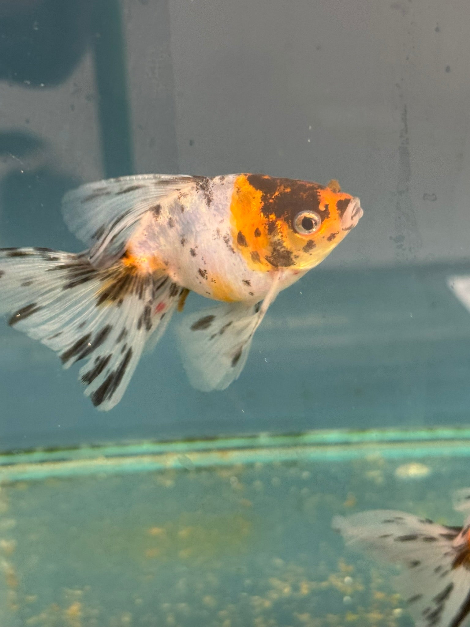 Veiltail 10 - 11cm - Newlyn - pets - Newlyn - pets - 