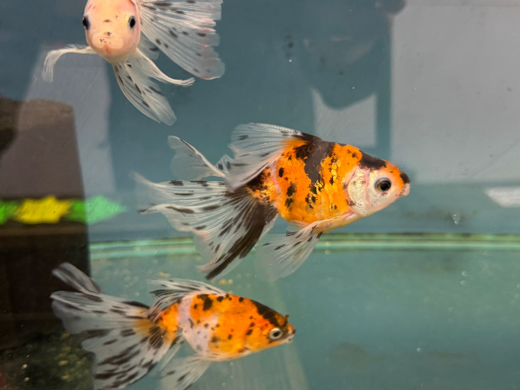 Veiltail 10 - 11cm - Newlyn - pets - Newlyn - pets - 