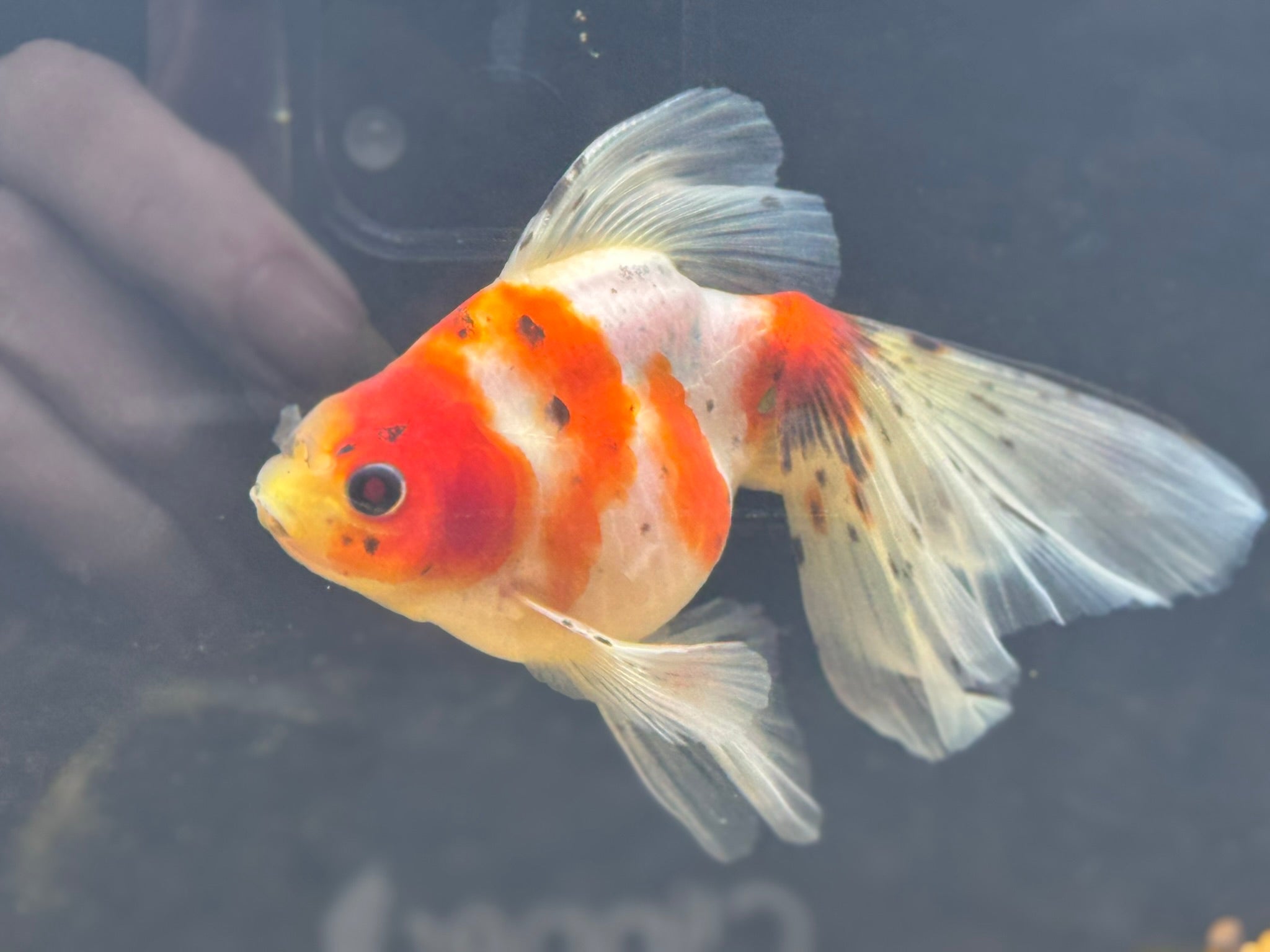 Veiltail 12 - 13cm - Newlyn - pets - Newlyn - pets - 