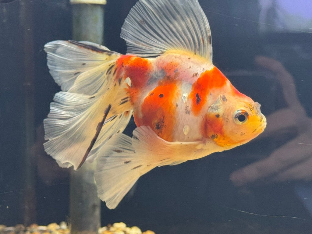 Veiltail 12 - 13cm - Newlyn - pets - Newlyn - pets - 