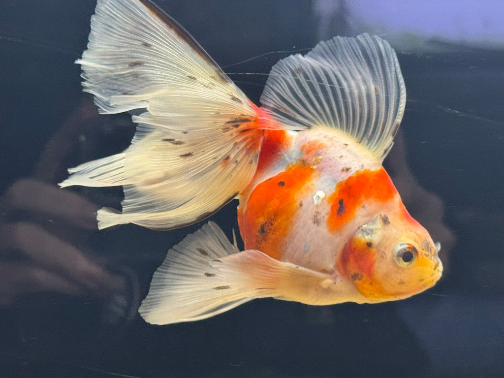 Veiltail 12 - 13cm - Newlyn - pets - Newlyn - pets - 