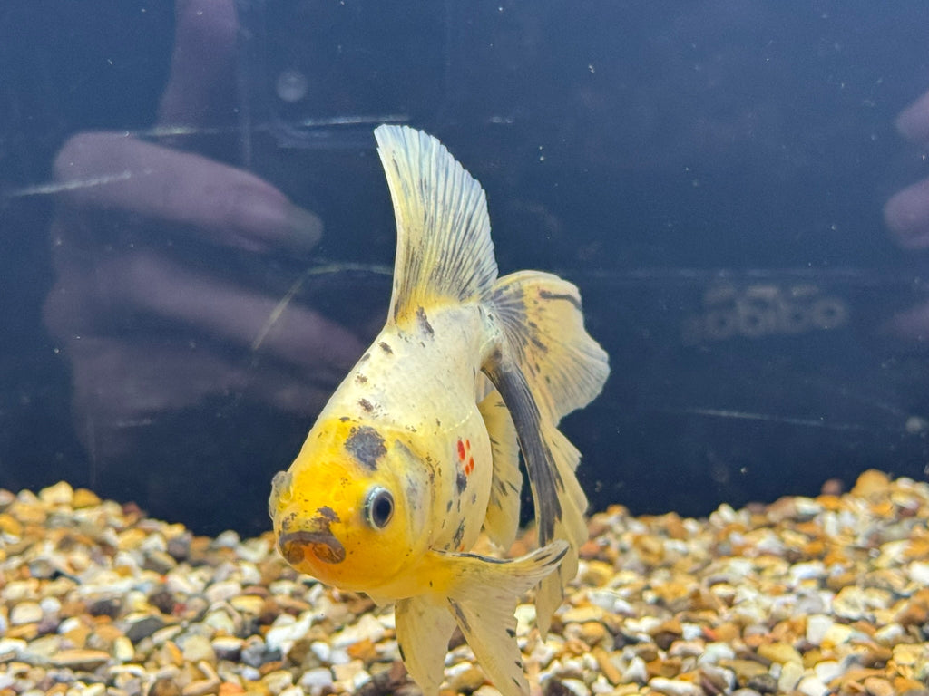 Veiltail 12 - 13cm - Newlyn - pets - Newlyn - pets - 