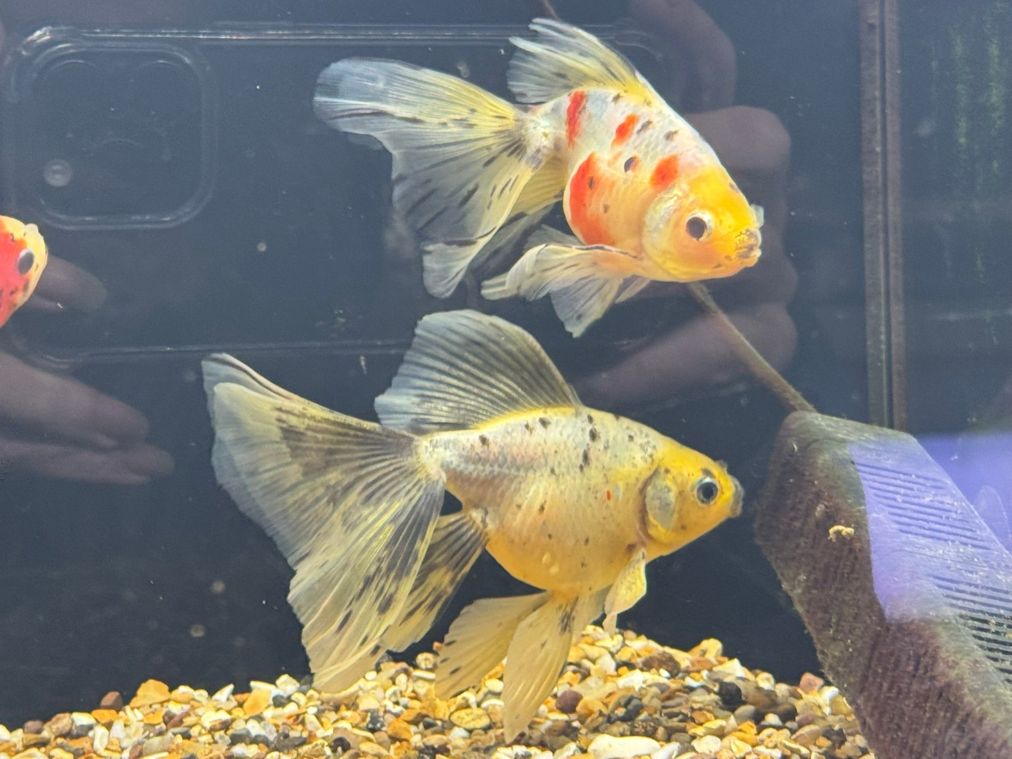 Veiltail 12 - 13cm - Newlyn - pets - Newlyn - pets - 