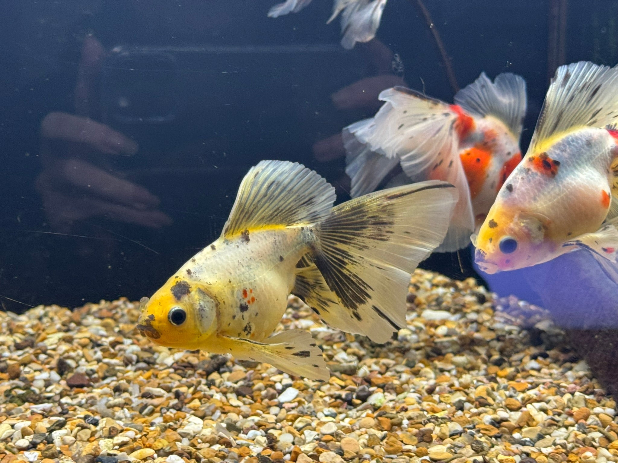 Veiltail 12 - 13cm - Newlyn - pets - Newlyn - pets - 