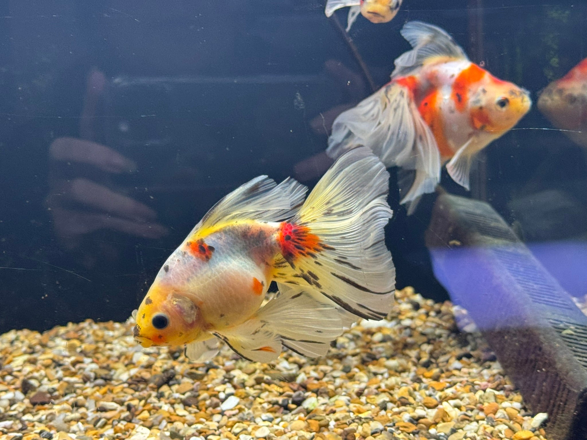 Veiltail 12 - 13cm - Newlyn - pets - Newlyn - pets - 