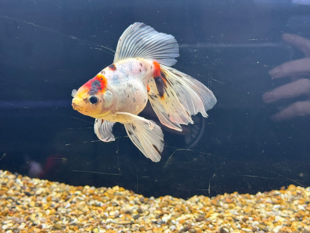 Veiltail 12 - 13cm - Newlyn - pets - Newlyn - pets - 