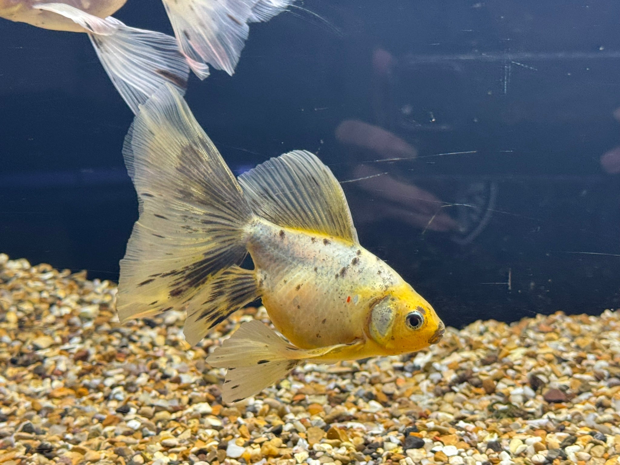 Veiltail 12 - 13cm - Newlyn - pets - Newlyn - pets - 