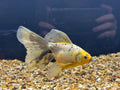 Veiltail 12 - 13cm - Newlyn - pets - Newlyn - pets - 