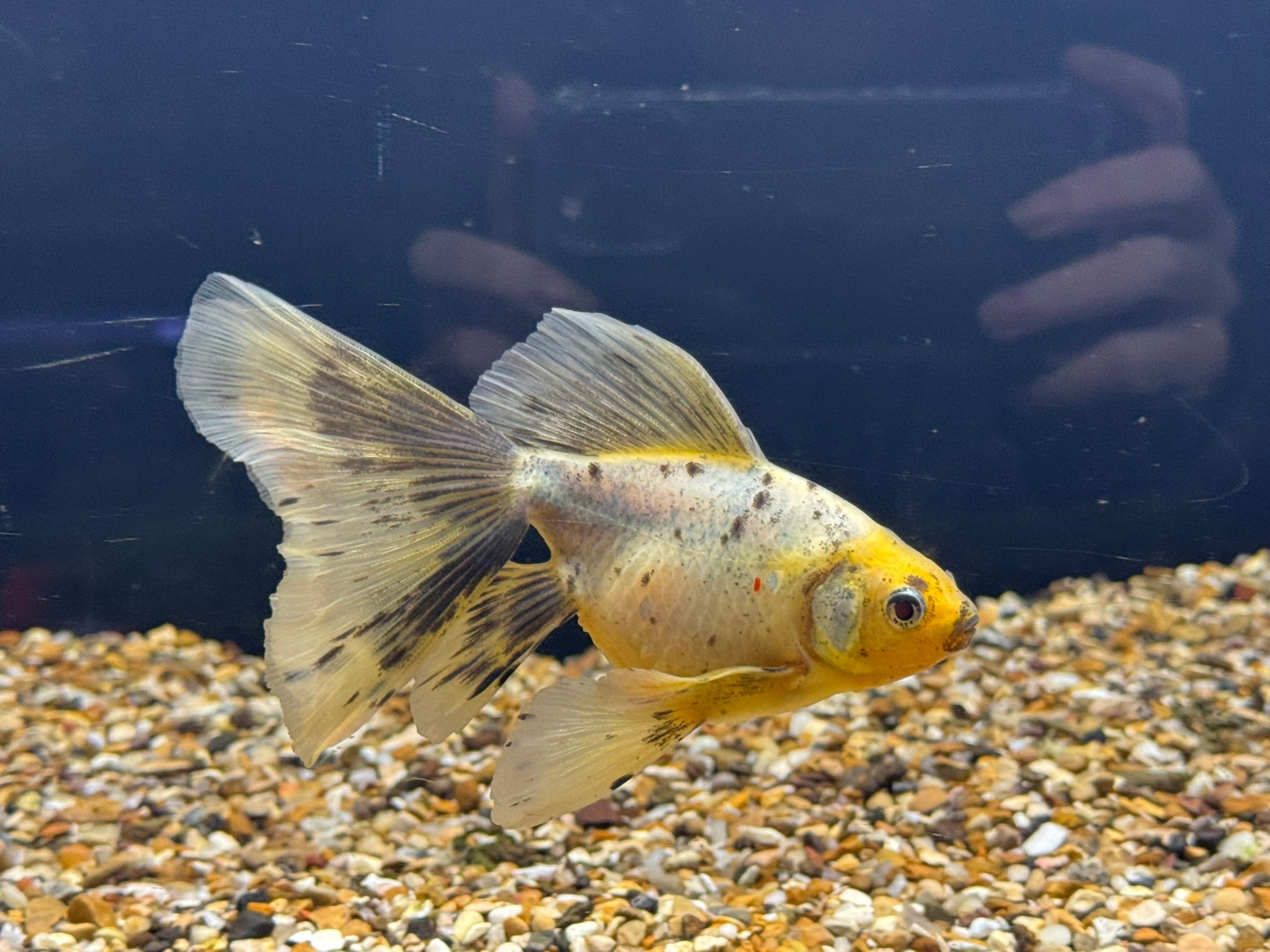 Veiltail 12 - 13cm - Newlyn - pets - Newlyn - pets - 