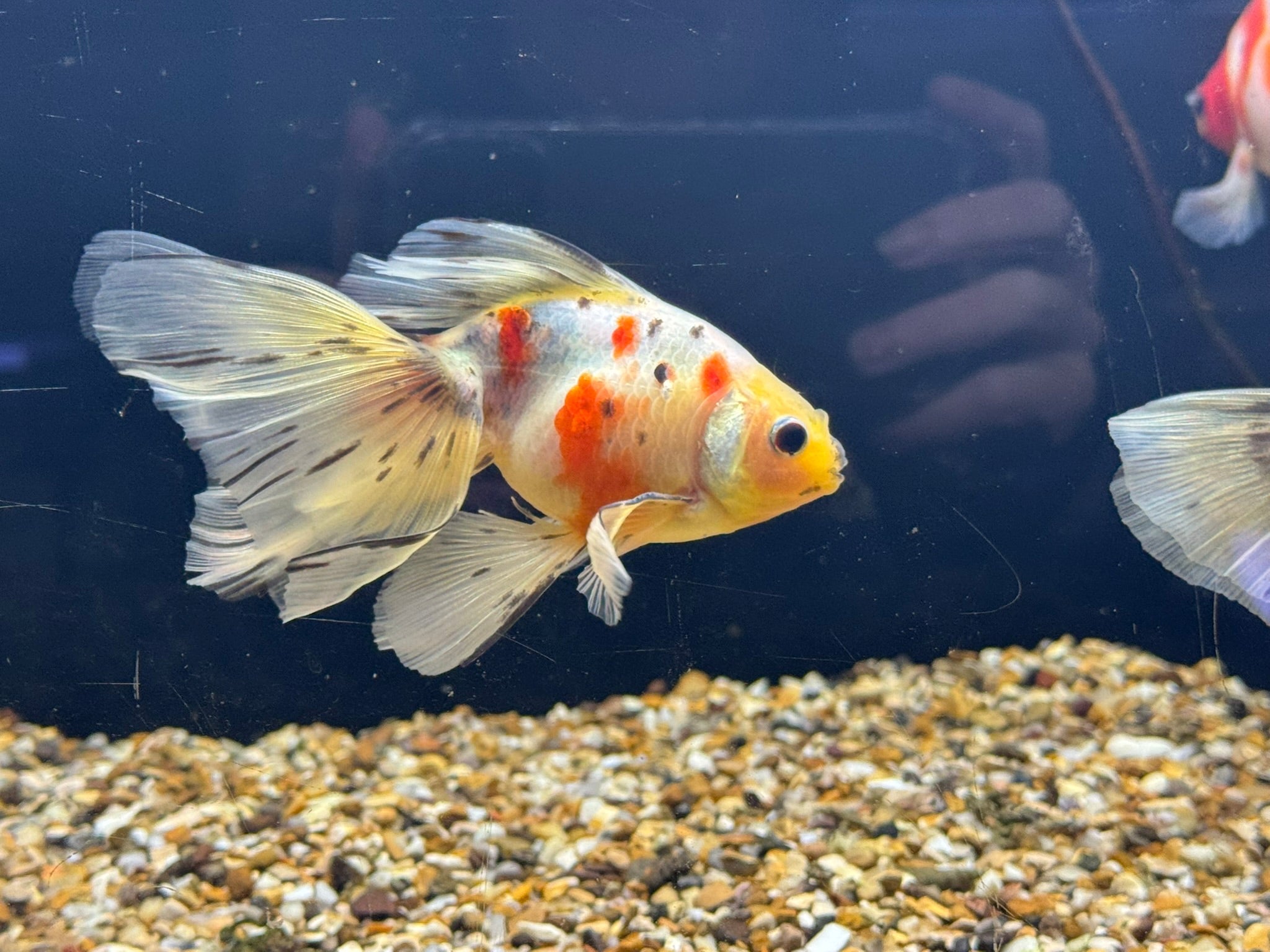 Veiltail 12 - 13cm - Newlyn - pets - Newlyn - pets - 