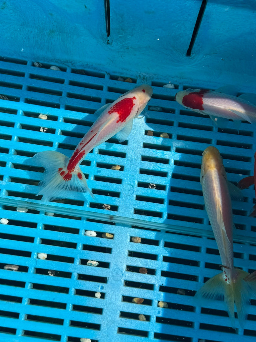 Wakin 5 - 6" - Newlyn - pets - Newlyn - pets - 