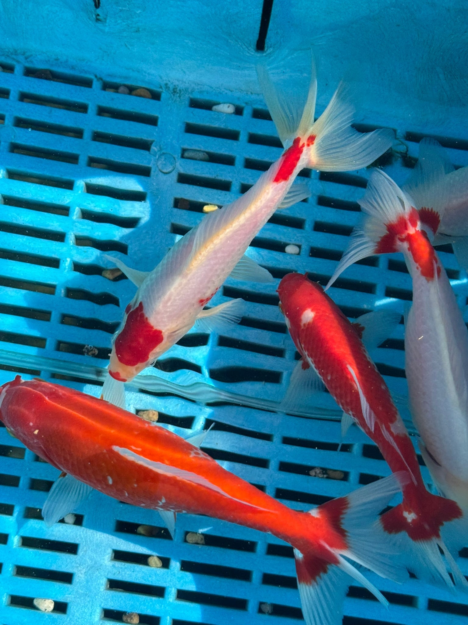 Wakin 6 - 8" - Newlyn - pets - Newlyn - pets - 