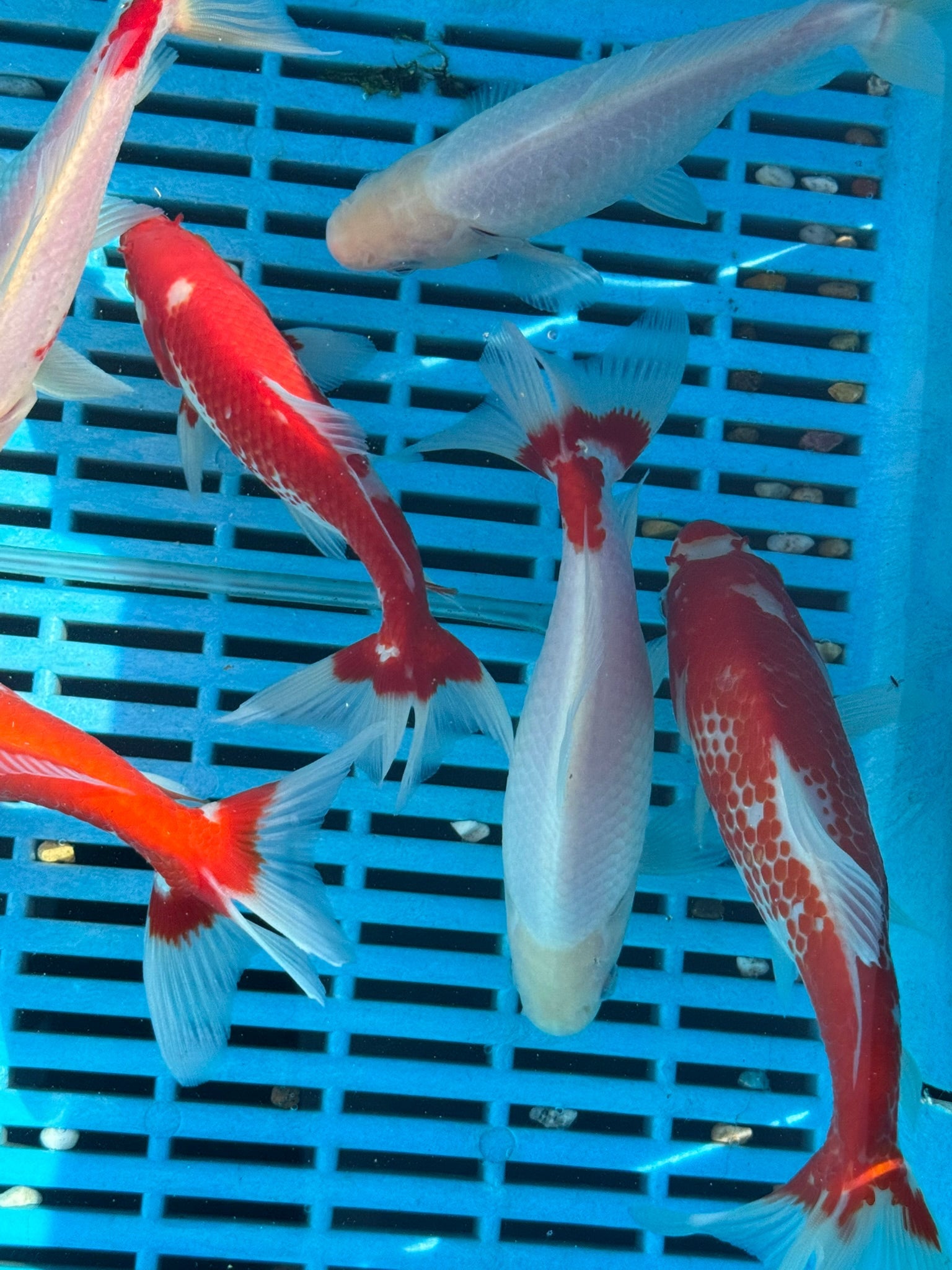 Wakin 6 - 8" - Newlyn - pets - Newlyn - pets - 