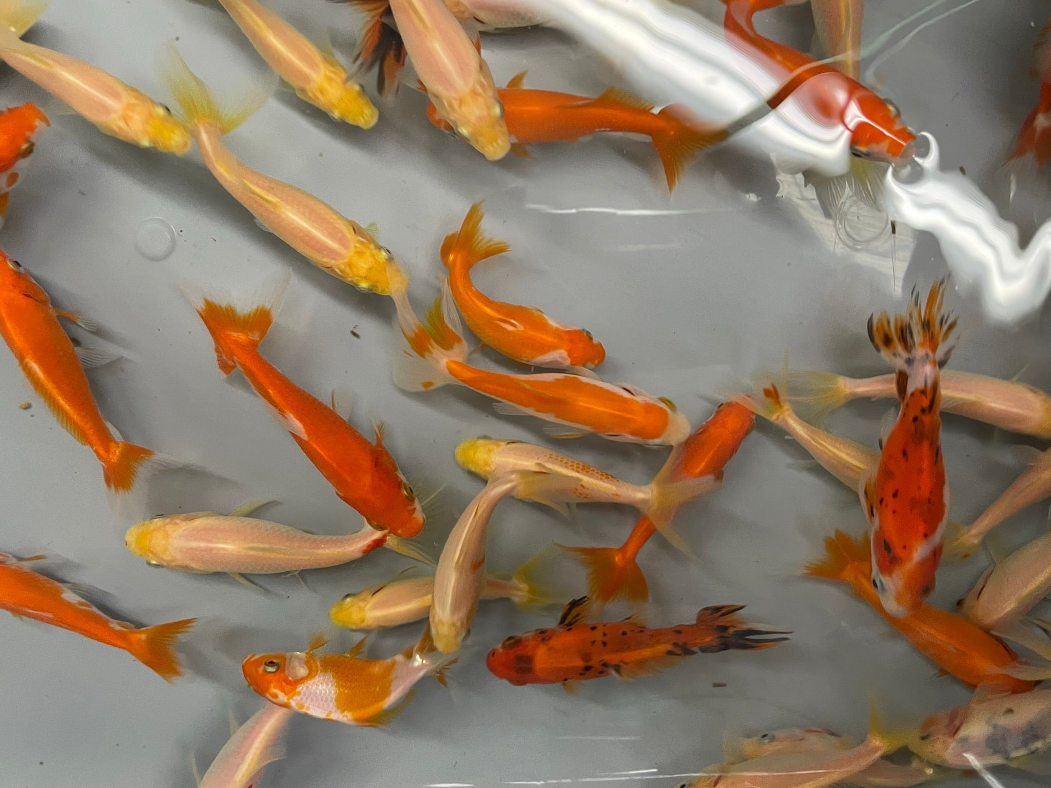 Wakin (O 2a) - Newlyn - pets - Newlyn - pets - 