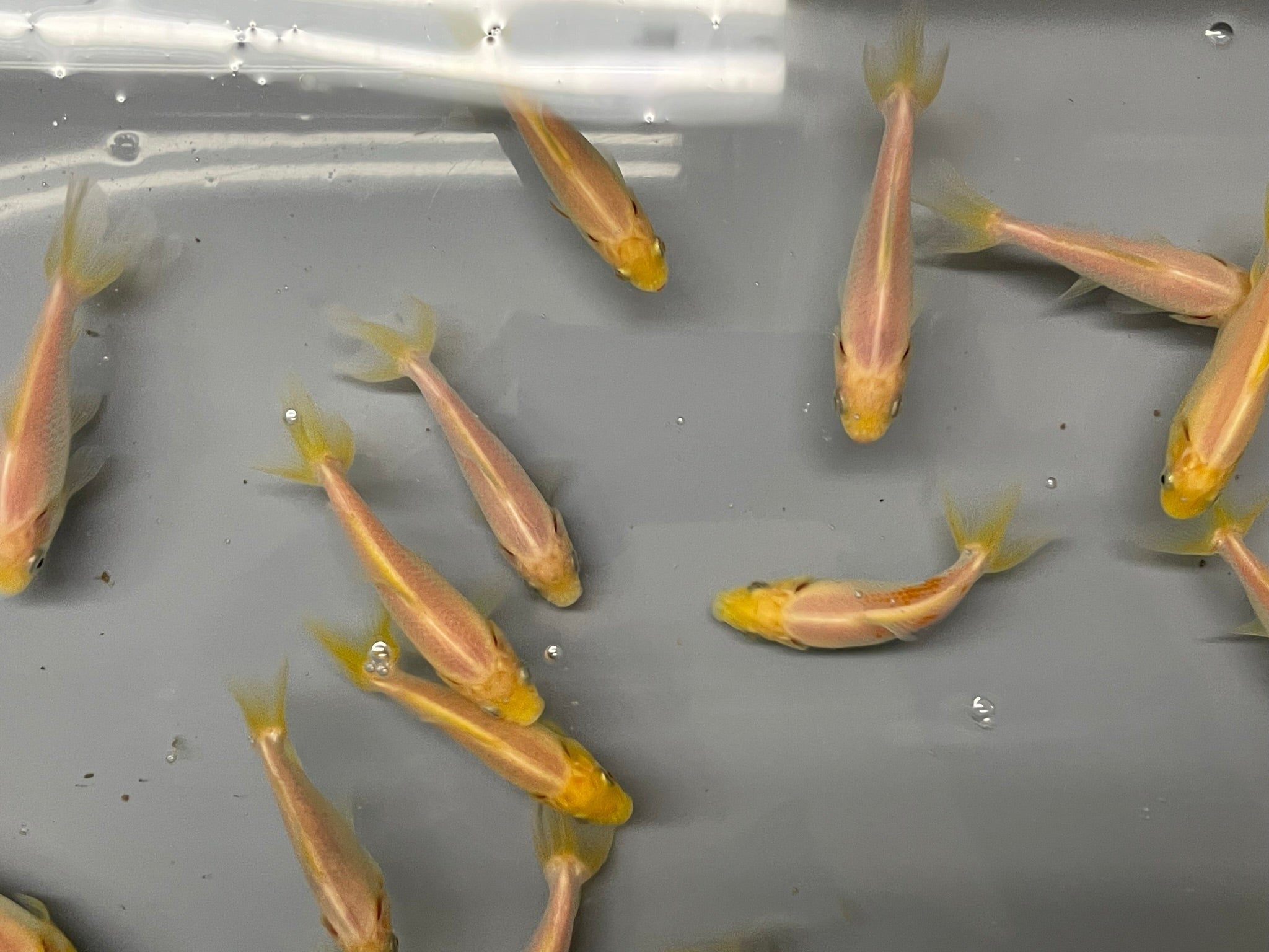 Wakin (O 2a) - Newlyn - pets - Newlyn - pets - 