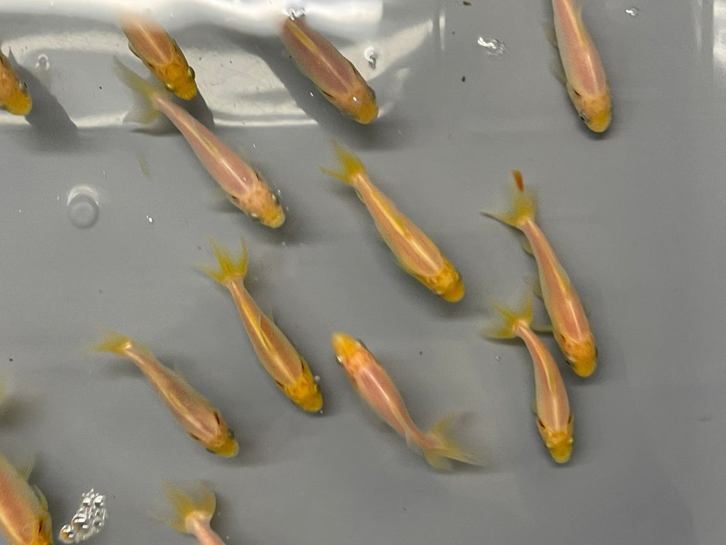 Wakin (O 2a) - Newlyn - pets - Newlyn - pets - 