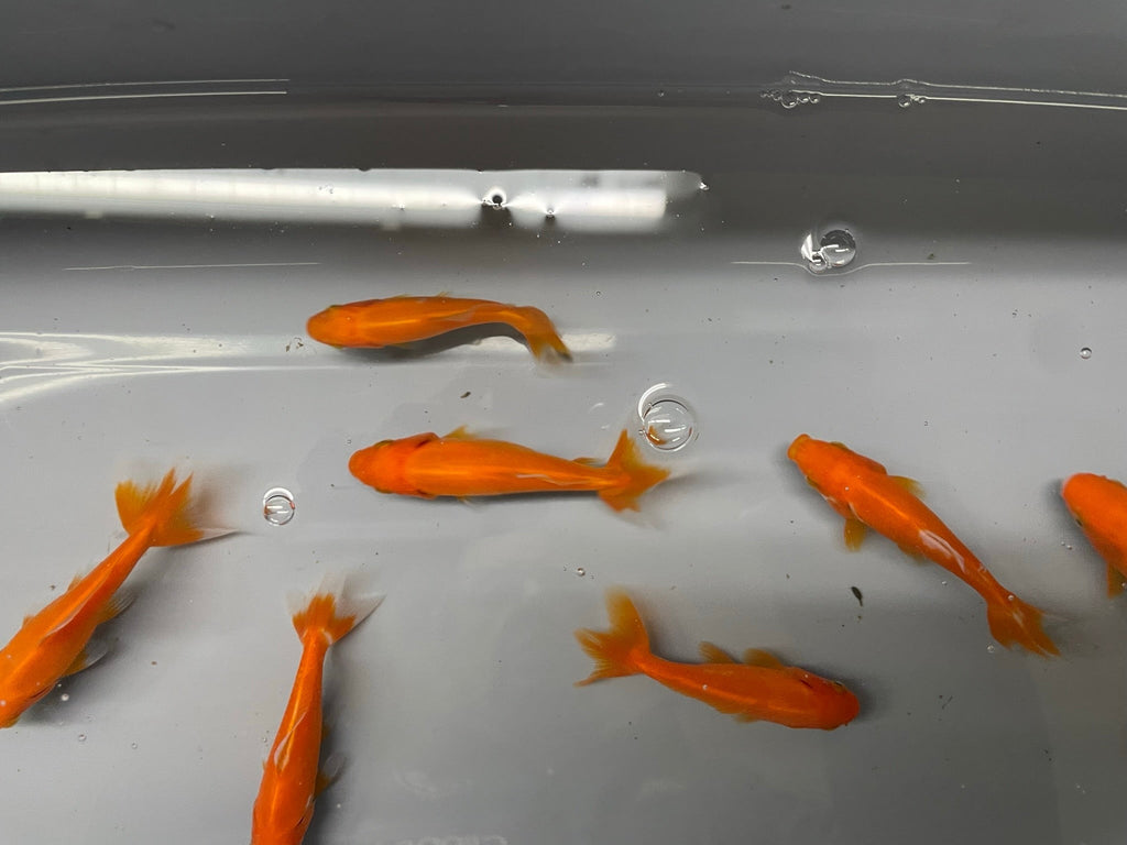 Wakin (O 2a) - Newlyn - pets - Newlyn - pets - 