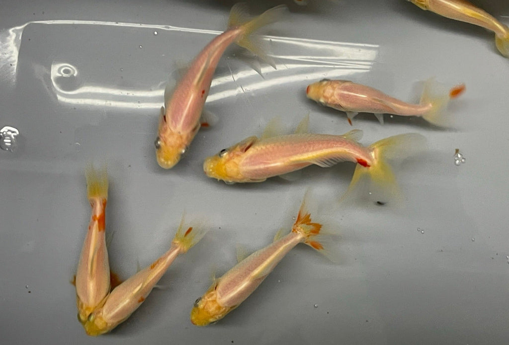 Wakin (O 2a) - Newlyn - pets - Newlyn - pets - 