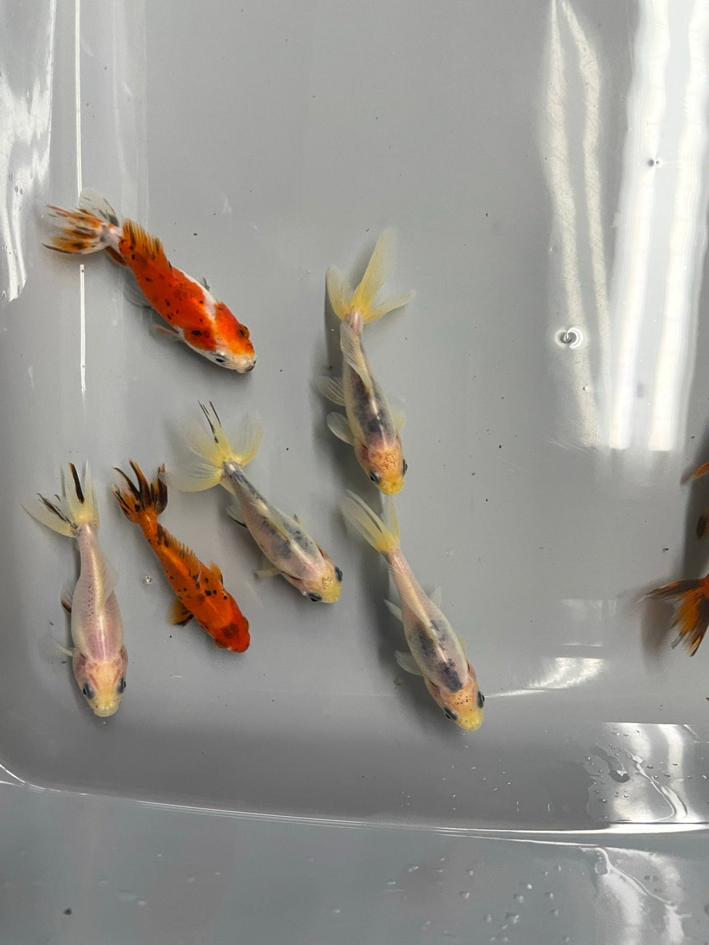 Wakin (O 2a) - Newlyn - pets - Newlyn - pets - 