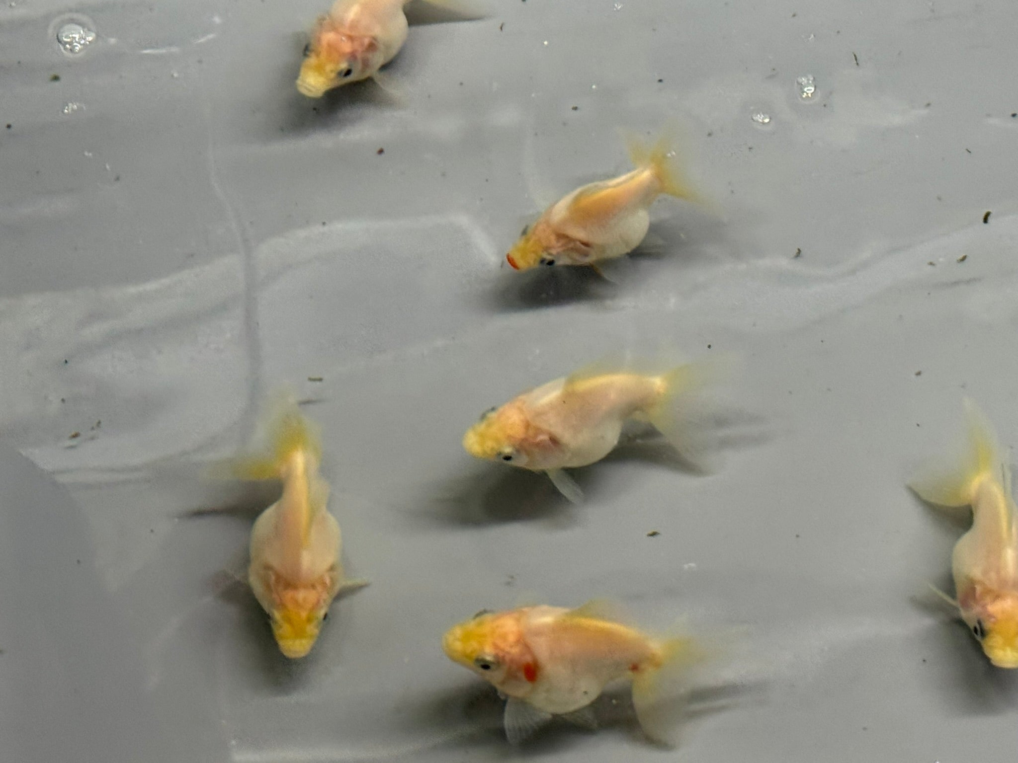 White BroadTail Ryukin 6-7cm - Newlyn-pets - Newlyn-pets - 