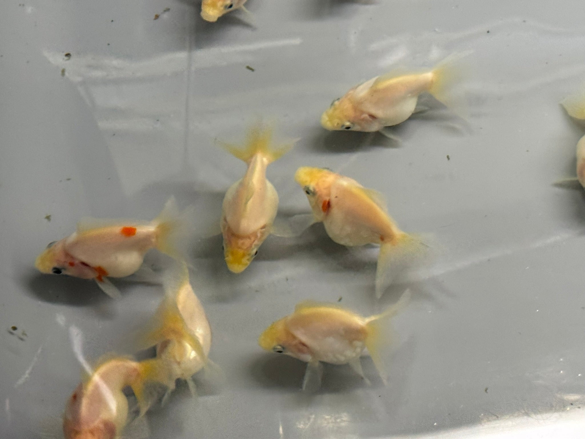White BroadTail Ryukin 6-7cm - Newlyn-pets - Newlyn-pets - 