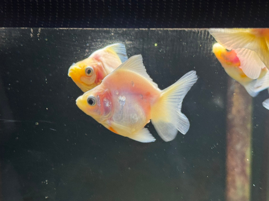 White BroadTail Ryukin 6-7cm - Newlyn-pets - Newlyn-pets - 