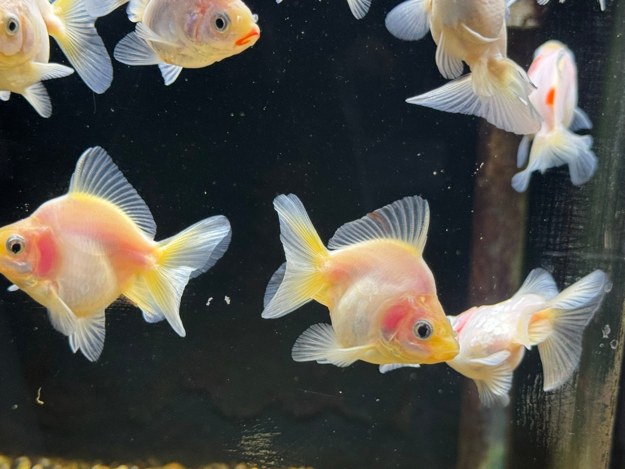 White BroadTail Ryukin 6-7cm - Newlyn-pets - Newlyn-pets - 