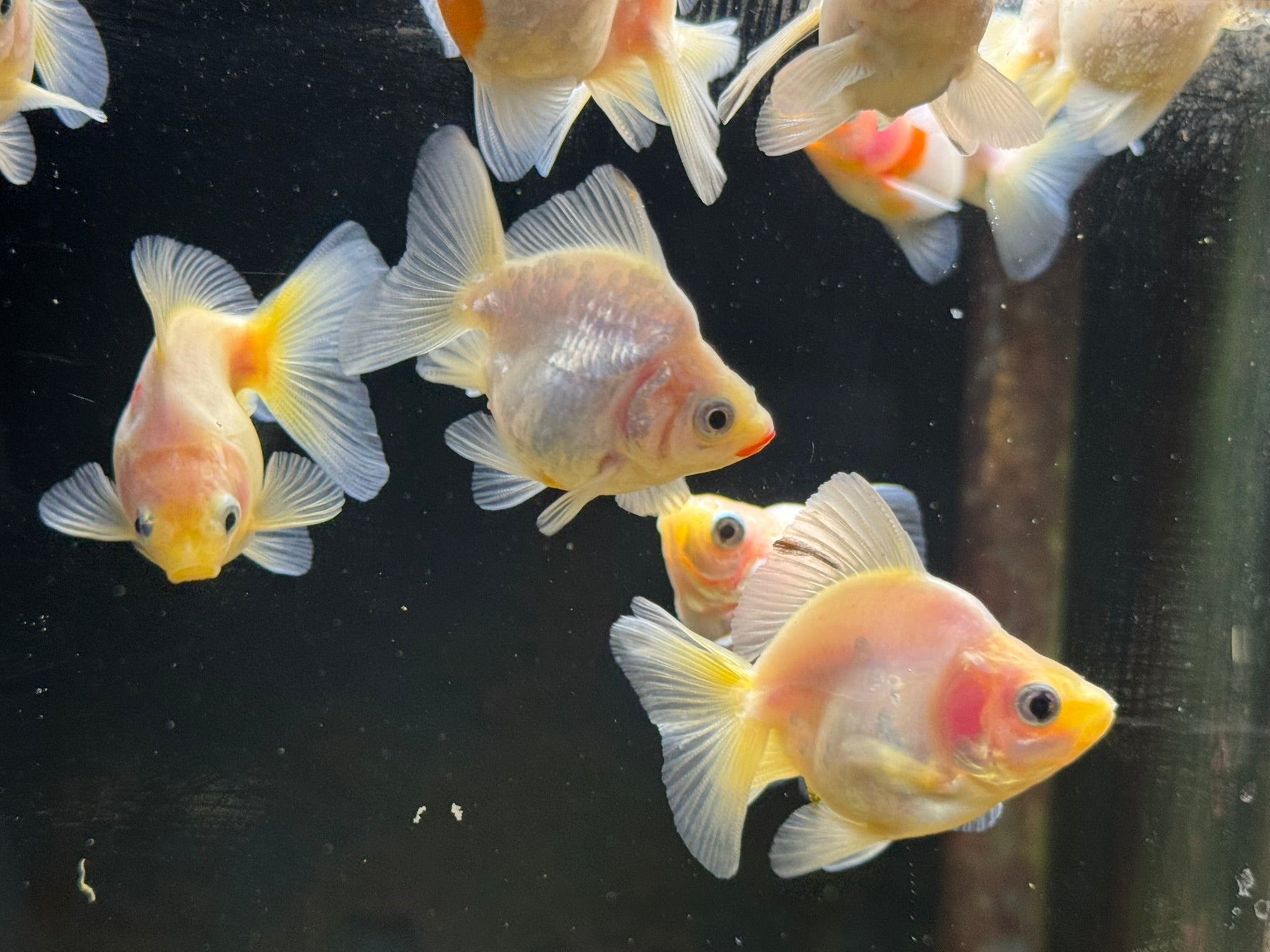 White BroadTail Ryukin 6-7cm - Newlyn-pets - Newlyn-pets - 