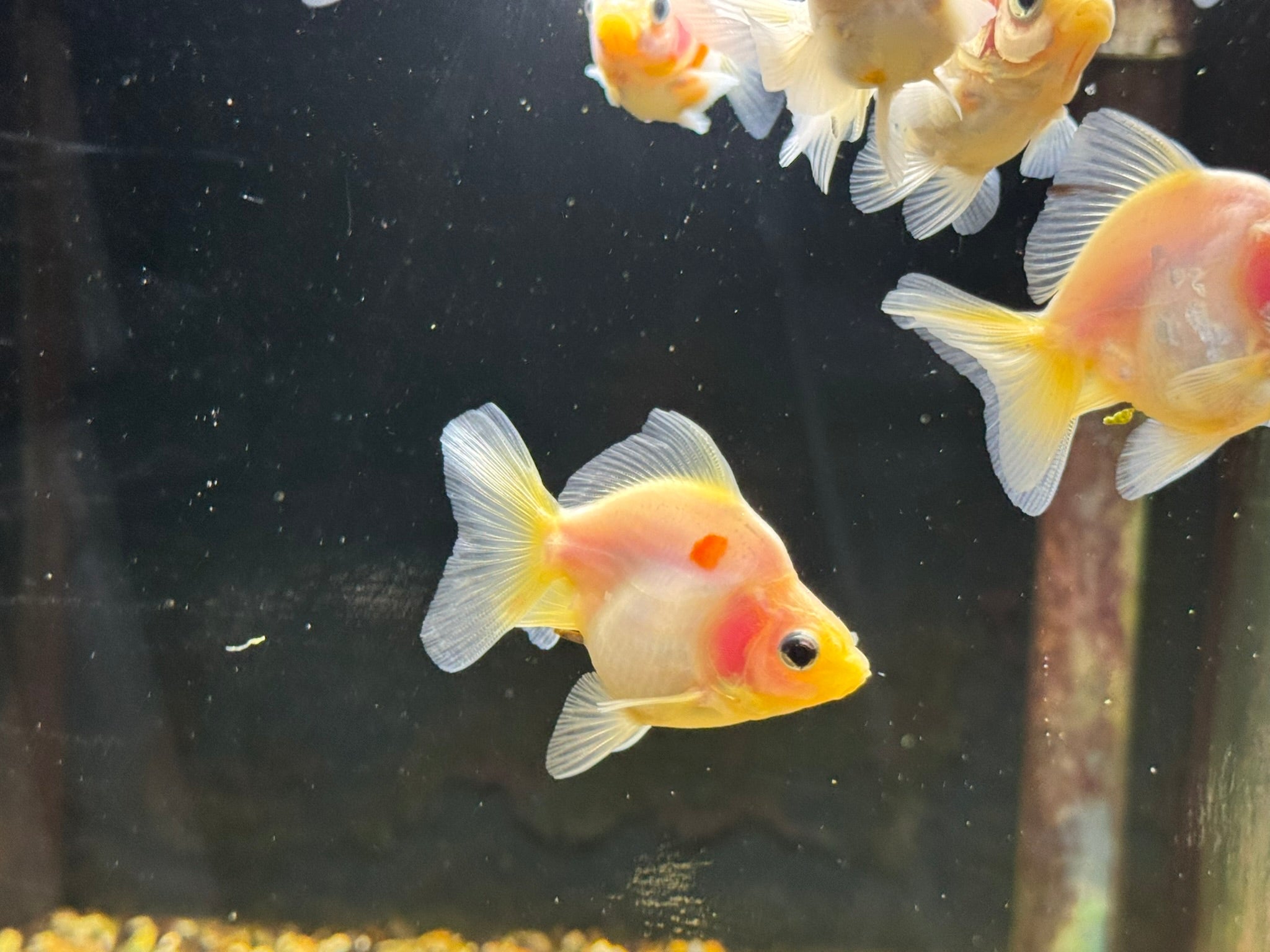 White BroadTail Ryukin 6-7cm - Newlyn-pets - Newlyn-pets - 