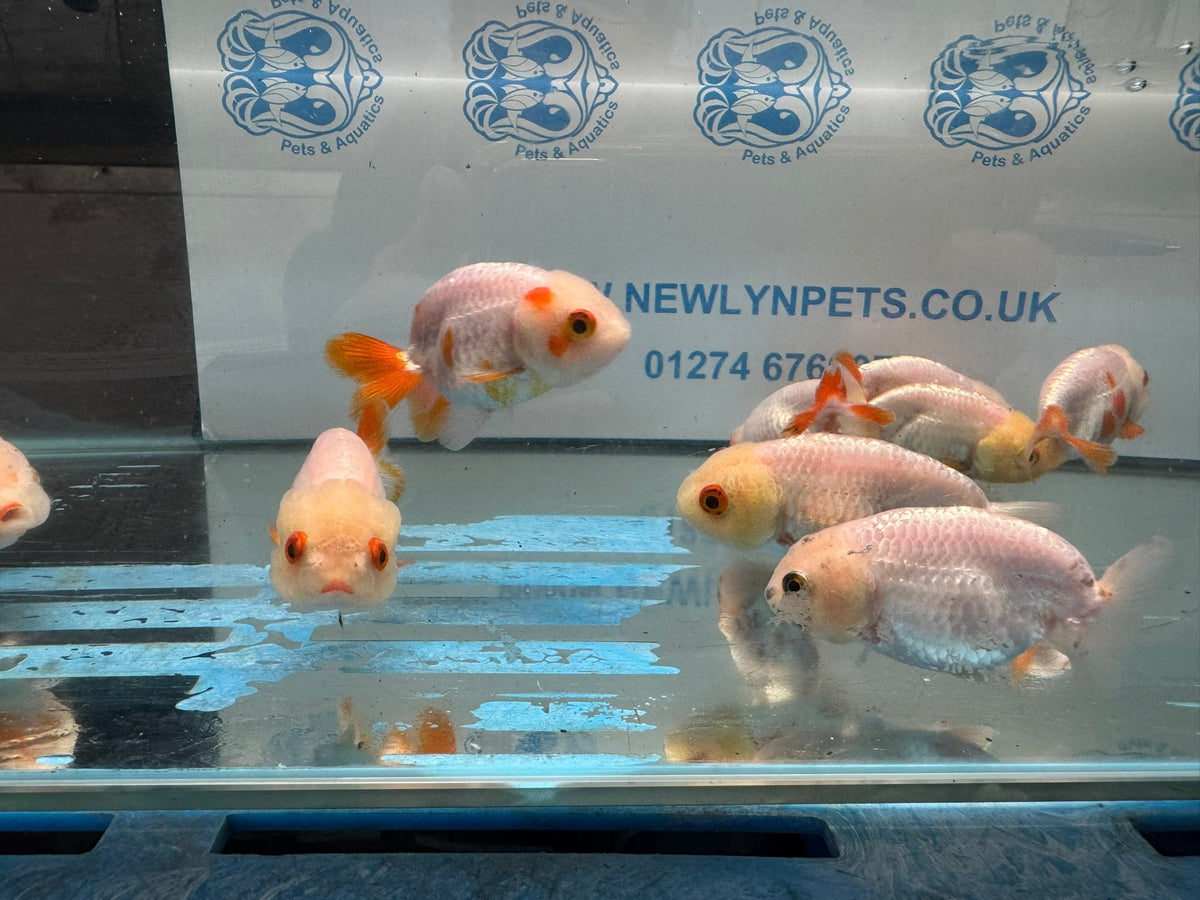 White Ranchu 7-8cm Chinese Fancy Goldfish - Newlyn-pets - Newlyn-pets - 