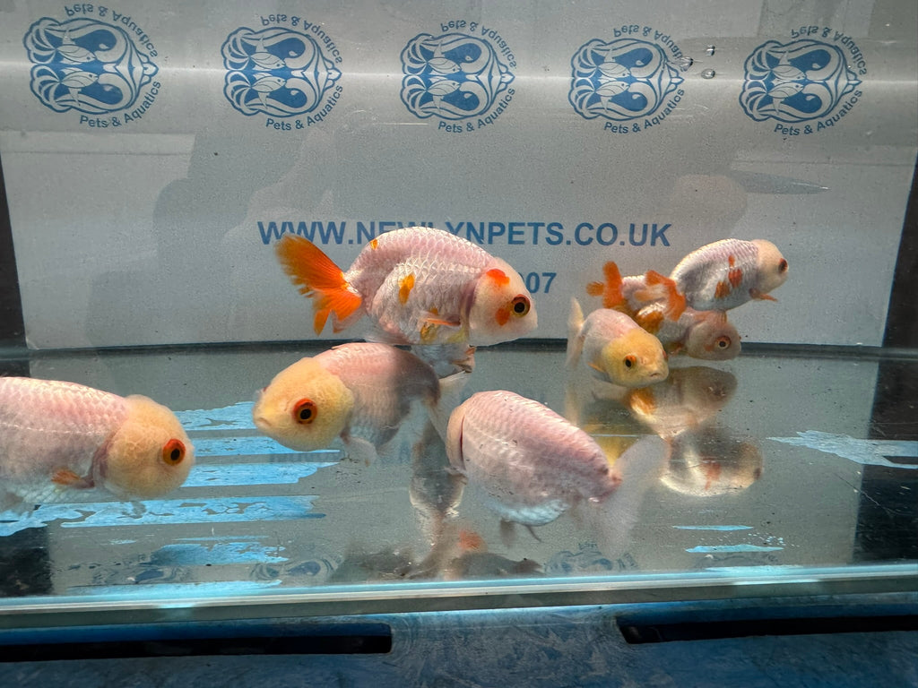 White Ranchu 7-8cm Chinese Fancy Goldfish - Newlyn-pets - Newlyn-pets - 