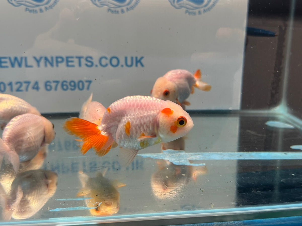 White Ranchu 7-8cm Chinese Fancy Goldfish - Newlyn-pets - Newlyn-pets - 