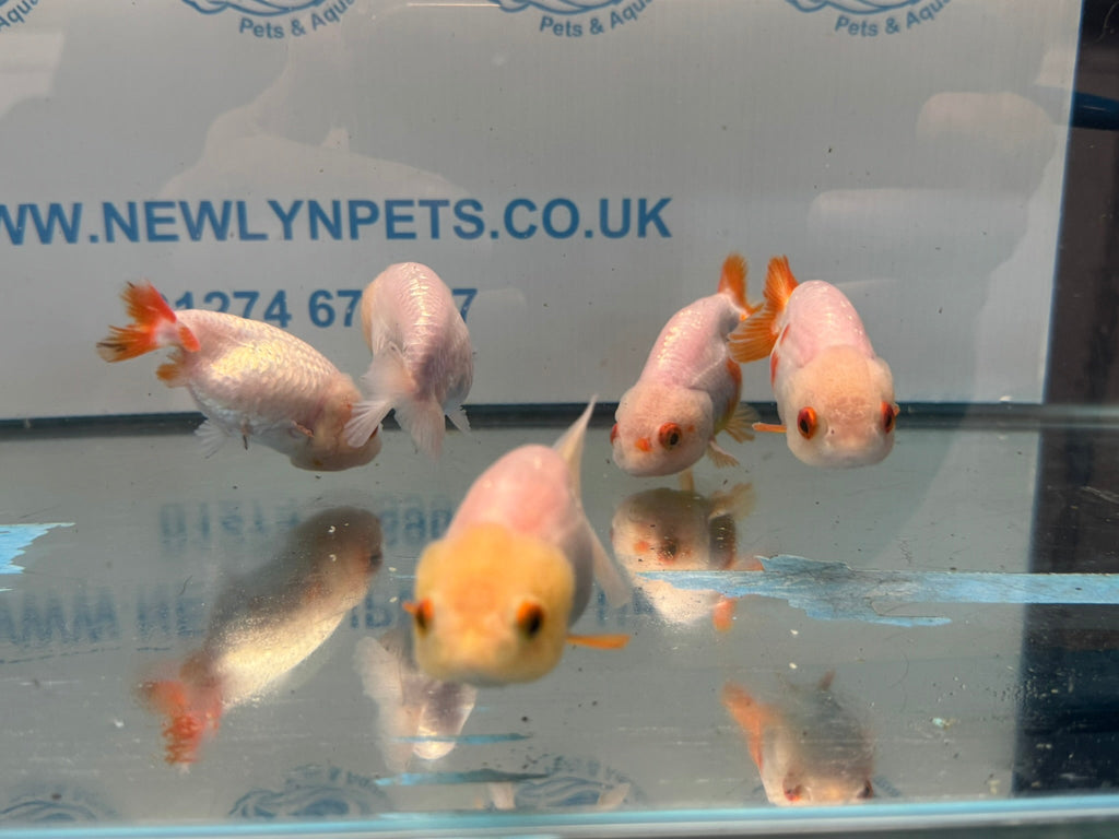 White Ranchu 7-8cm Chinese Fancy Goldfish - Newlyn-pets - Newlyn-pets - 