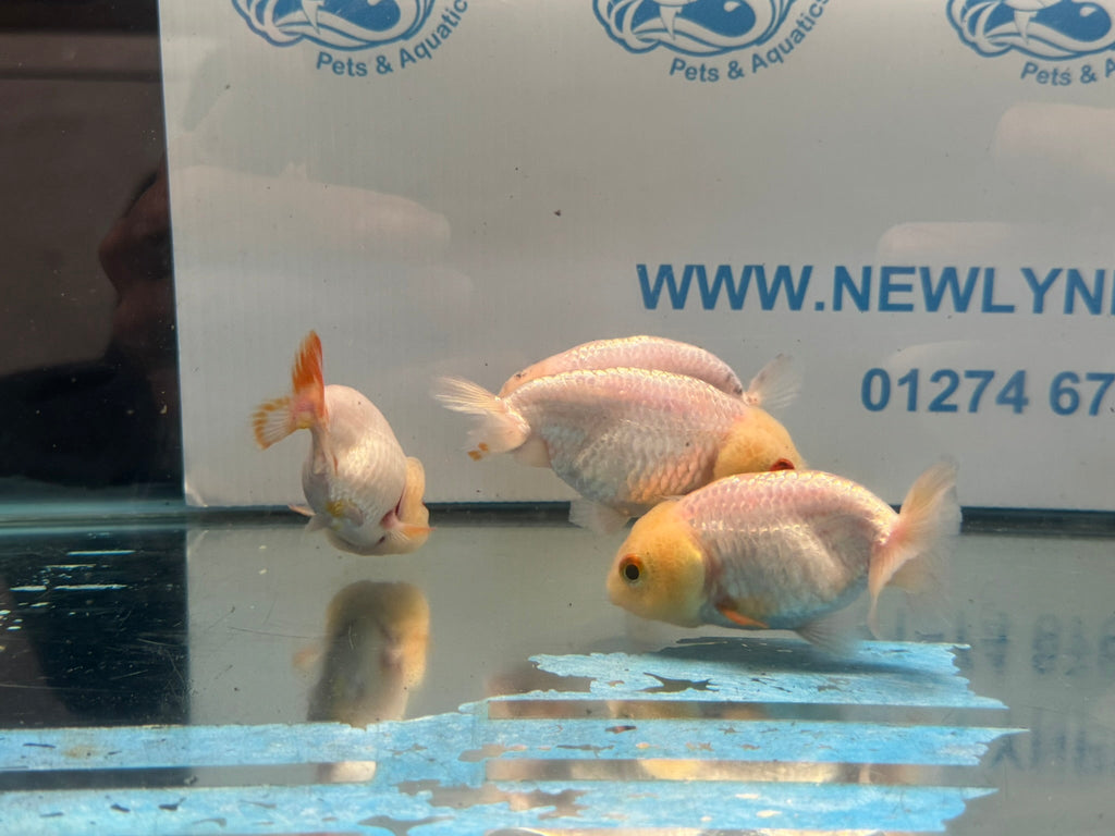White Ranchu 7-8cm Chinese Fancy Goldfish - Newlyn-pets - Newlyn-pets - 
