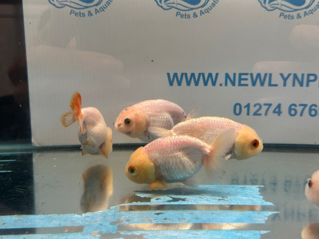 White Ranchu 7-8cm Chinese Fancy Goldfish - Newlyn-pets - Newlyn-pets - 