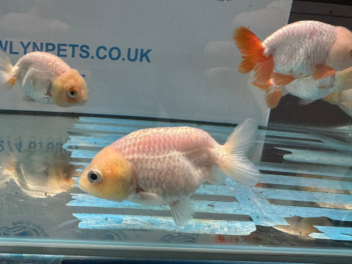 White Ranchu 8-9cm Chinese Fancy Goldfish - Newlyn-pets - Newlyn-pets - 