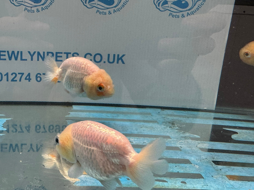 White Ranchu 8-9cm Chinese Fancy Goldfish - Newlyn-pets - Newlyn-pets - 