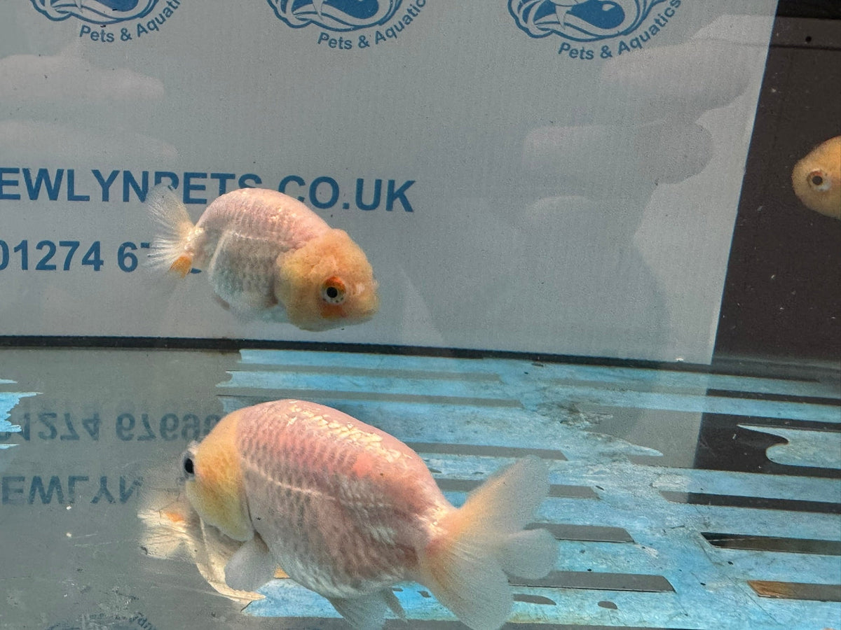 White Ranchu 8-9cm Chinese Fancy Goldfish - Newlyn-pets - Newlyn-pets - 