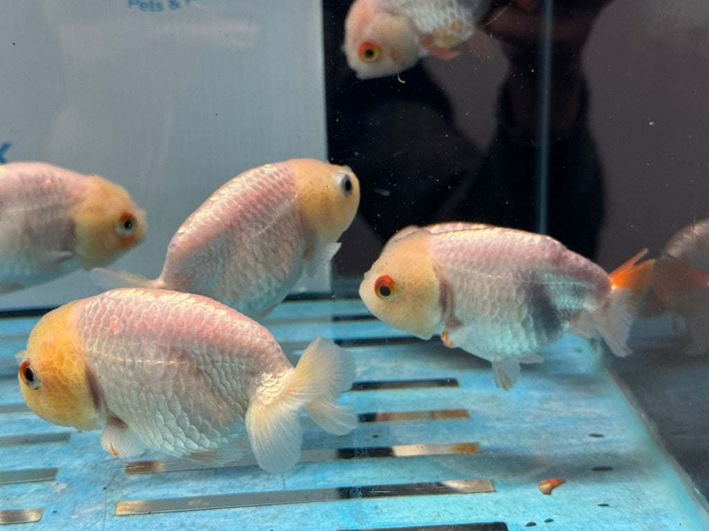 White Ranchu 8-9cm Chinese Fancy Goldfish - Newlyn-pets - Newlyn-pets - 